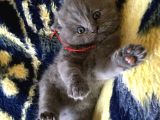 İstanbul Scottish Fold