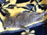 İstanbul Scottish Fold