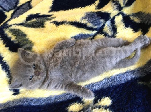 İstanbul Scottish Fold görsel