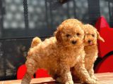 Apricot Toy Poodle Yavrular
