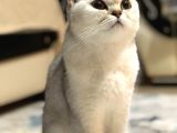 İstanbul British Shorthair