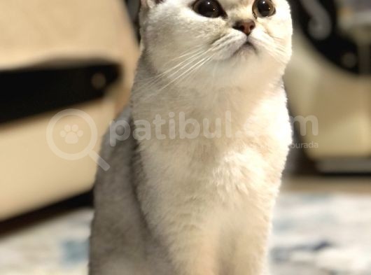 İstanbul British Shorthair