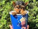 Safkan Yorkshire Terrier Erkek Yavrumuz