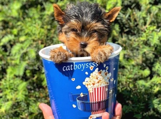Safkan Yorkshire Terrier Erkek Yavrumuz görsel