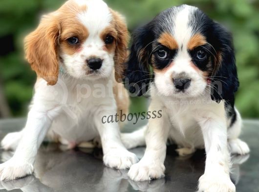 Sevimli Cavalier King Charles Yavrularımız (Dişi,Erkek)