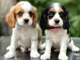 Sevimli Cavalier King Charles Yavrularımız (Dişi,Erkek)