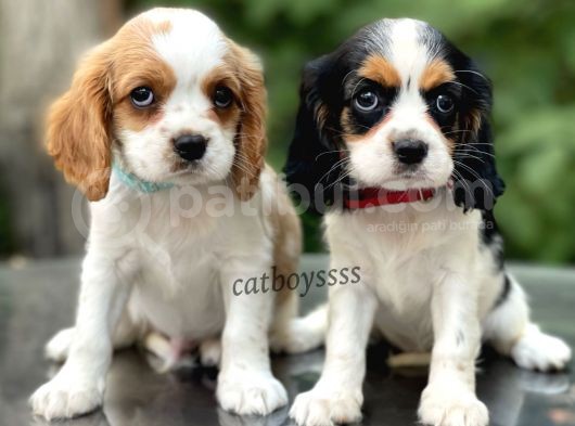 Sevimli Cavalier King Charles Yavrularımız (Dişi,Erkek) görsel