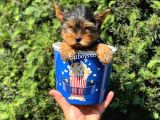 Safkan Yorkshire Terrier Erkek Yavrumuz
