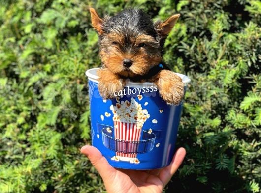 Safkan Yorkshire Terrier Erkek Yavrumuz