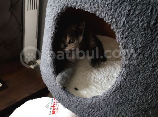 İstanbul Brittish Shorthair görsel