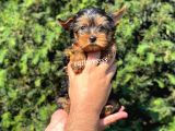 Mini Yorkshire Terrier Erkek Yavrumuz