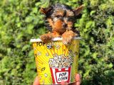 Mini Yorkshire Terrier Erkek Yavrumuz