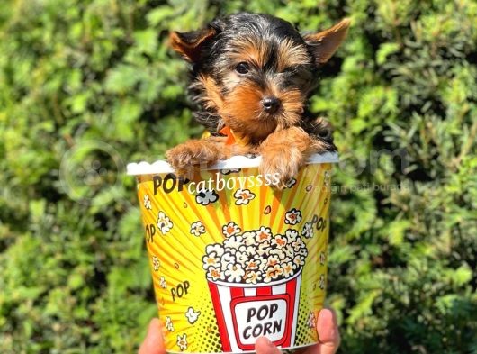 Mini Yorkshire Terrier Erkek Yavrumuz görsel