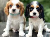 Sevimli Cavalier King Charles Yavrularımız (Dişi,Erkek)