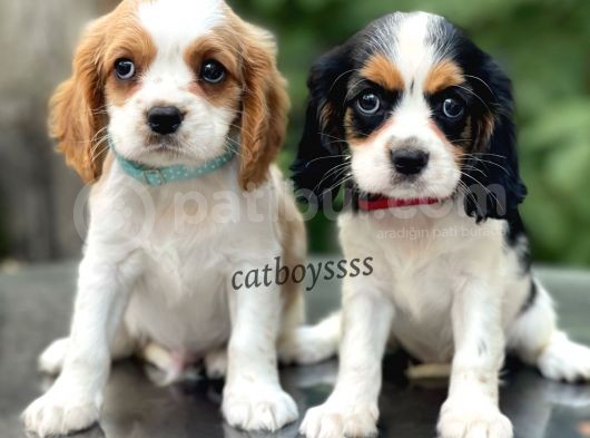 Sevimli Cavalier King Charles Yavrularımız (Dişi,Erkek) görsel