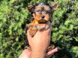 Mini Yorkshire Terrier Erkek Yavrumuz