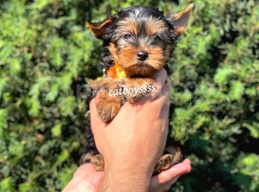 Mini Yorkshire Terrier Erkek Yavrumuz görsel