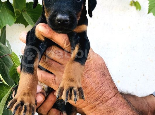 Erkek Dişi Doberman Yavrular görsel
