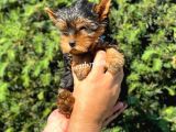 Safkan Yorkshire Terrier Erkek Yavrumuz