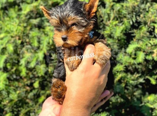 Safkan Yorkshire Terrier Erkek Yavrumuz görsel