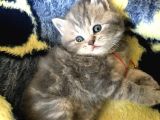 İstanbul Scottish Fold