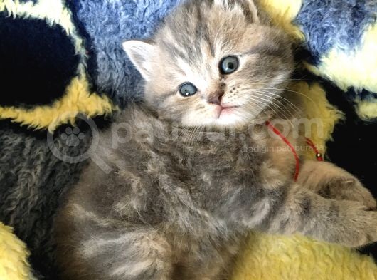 İstanbul Scottish Fold görsel