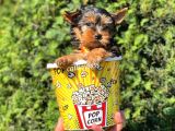 Mini Yorkshire Terrier Erkek Yavrumuz