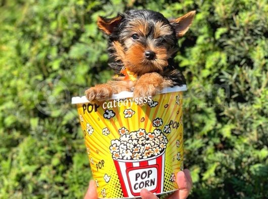 Mini Yorkshire Terrier Erkek Yavrumuz görsel