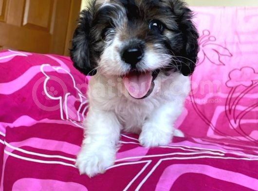 İstanbul Dişi Morkie görsel