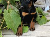 Erkek Dişi Doberman Yavrular