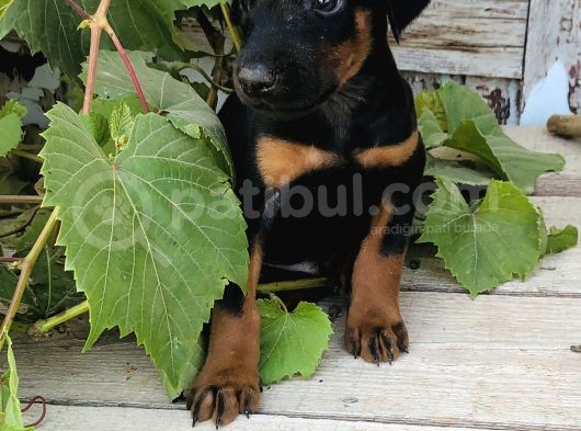 Erkek Dişi Doberman Yavrular