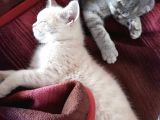 British Shorthair Irk Kedi 2 Aylık