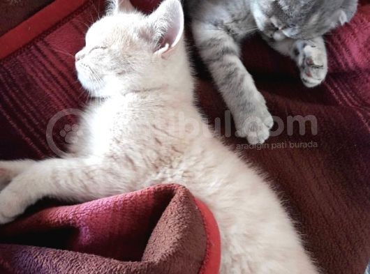 British Shorthair Irk Kedi 2 Aylık görsel