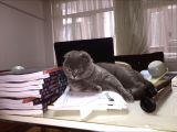 British Shorthair Irk Kedi 2 Aylık
