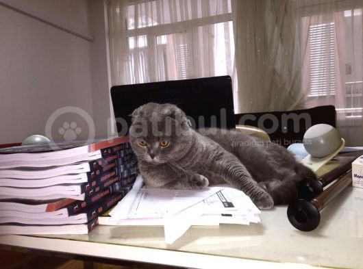 British Shorthair Irk Kedi 2 Aylık görsel