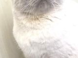 Safkan Original Irk Kedi Ankara