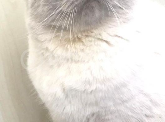 Safkan Original Irk Kedi Ankara görsel