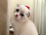 Safkan Original Irk Kedi Ankara