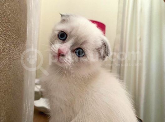 Safkan Original Irk Kedi Ankara