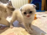 Safkan Original Irk Kedi Ankara