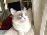 Safkan Original Irk Kedi Ankara