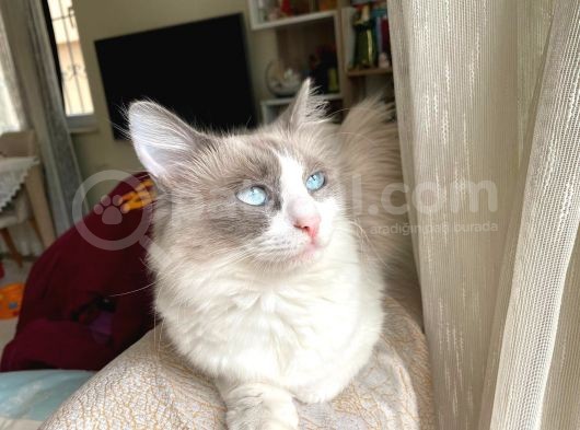 Safkan Original Irk Kedi Ankara görsel