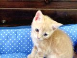 British Shorthair Irk Kedi 2 Aylık