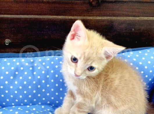 British Shorthair Irk Kedi 2 Aylık