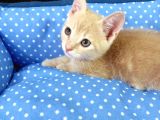 British Shorthair Irk Kedi 2 Aylık