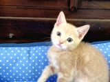 British Shorthair Irk Kedi 2 Aylık