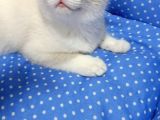 Safkan Original Irk Kedi Ankara