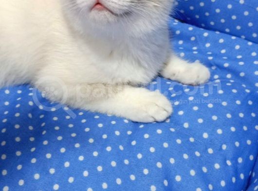 Safkan Original Irk Kedi Ankara görsel