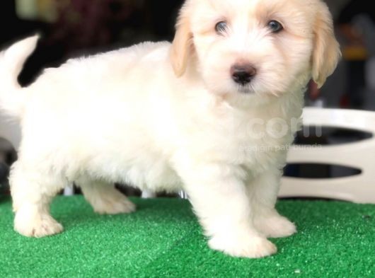 İstanbul 0 Numara Maltipoo Yavruları görsel