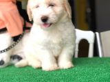 İstanbul 0 Numara Maltipoo Yavruları